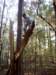 scattertowntrail_small.jpg