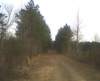 pastcr92_smalltrees_small.jpg
