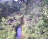 warnerswamp_small.jpg