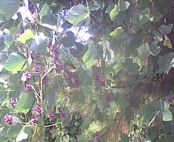 _kudzublooming.jpg
