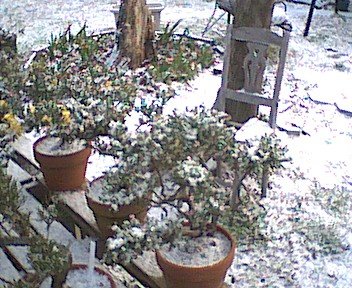 bonsai13.jpg