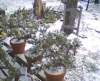 bonsai13_small.jpg