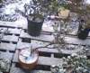 bonsai22_small.jpg