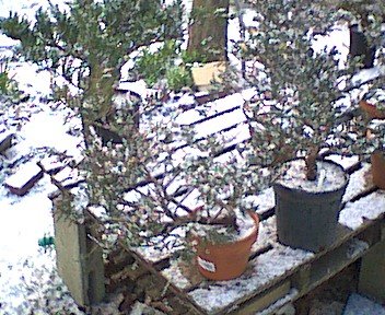 bonsai4.jpg