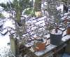 bonsai4_small.jpg