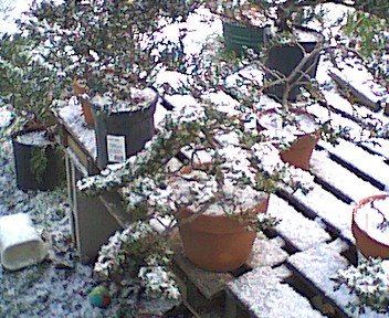 bonsai7.jpg