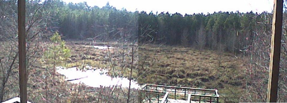 frogpondpano1_edit2.jpg