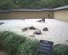 bhamgardens14_small.jpg