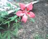 bhamgardens19_small.jpg