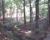 bhamgardens20_small.jpg