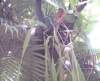bhamgardens2_small.jpg