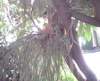 bhamgardens3_small.jpg