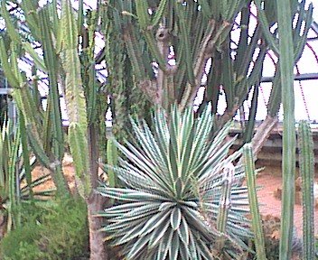 bhamgardens6.jpg
