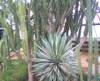 bhamgardens6_small.jpg