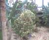 bhamgardens8_small.jpg