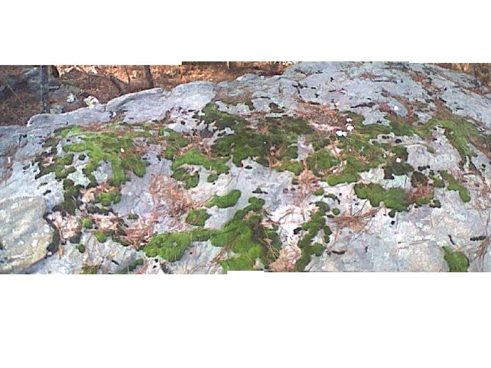 mosaic1.jpg