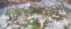 mossmosaic_small.jpg