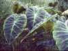 dsci0043_small.jpg