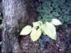 dsci0048_small.jpg