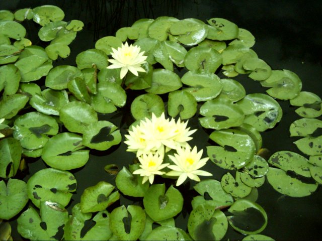 dsci0065.jpg