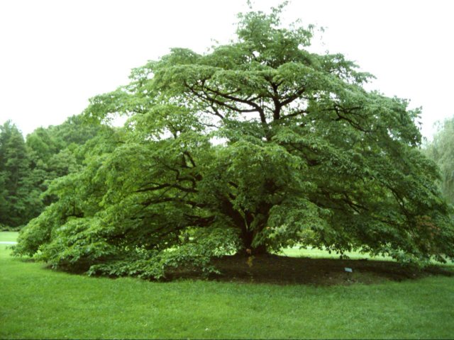dsci0071.jpg