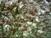 dsci0017_small.jpg