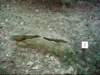 dsci0240_small.jpg