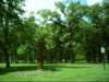carvedtreeparkinamboy4_small.jpg