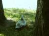 parkindixon2_small.jpg
