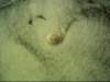 dsci0062_small.jpg