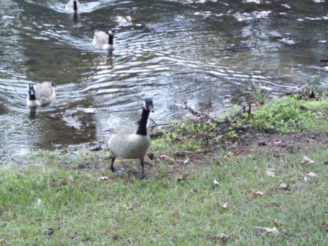 gangsterducks.jpg