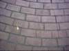 kittydill_dsci0044_small.jpg