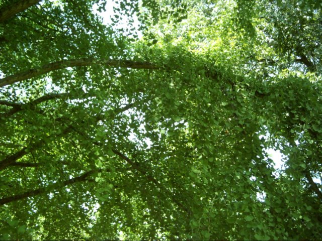 dsci0051.jpg