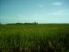 ricefields2_small.jpg