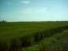 ricefields_small.jpg