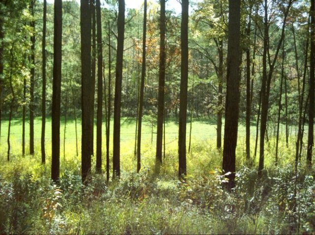 noxubeecrest_dsci0025.jpg