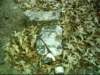 dsci0087_small.jpg