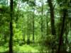 tennesseetombigbeewaterway_small.jpg