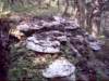 dsci0126_small.jpg