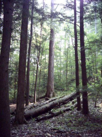 dsci0046.jpg