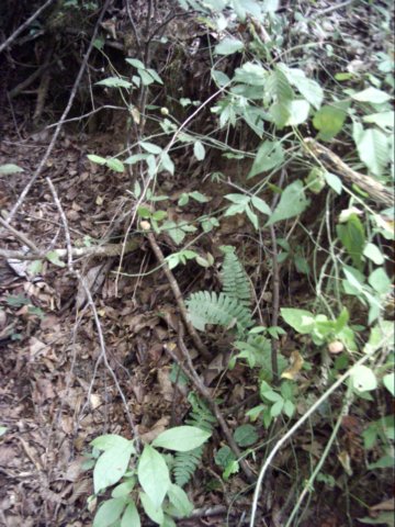 dsci0079.jpg