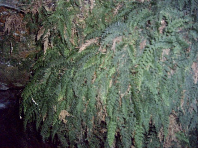dsci0087.jpg