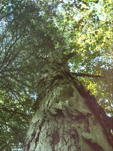 dsci0035.jpg