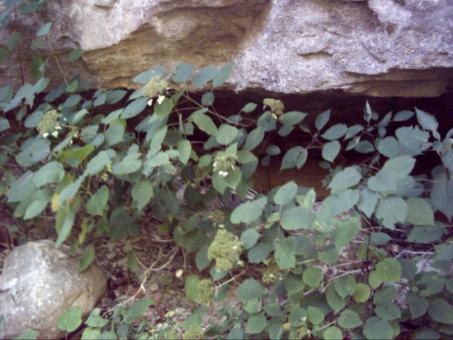 dsci0142.jpg