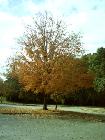 dsci0031.jpg