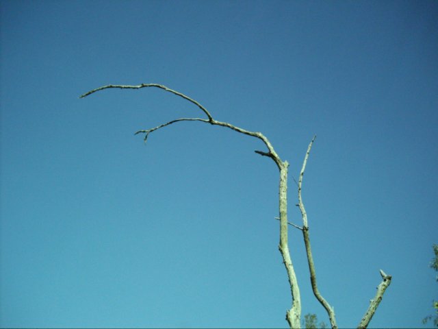dsci0113.jpg