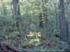 lookaboutmiddleofthephototheresadeerthereitshardtoseethough_small.jpg