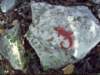 redlizardtrailmarking_small.jpg