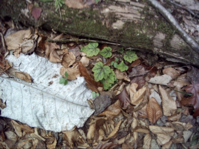 hardybegonia.jpg
