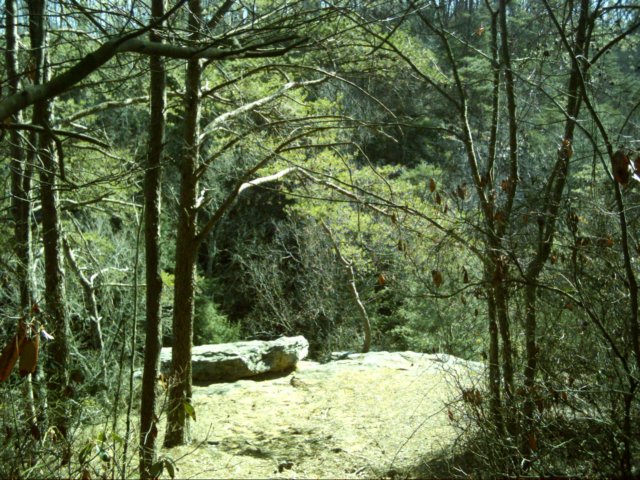 pisgahfallsoverlooklowerpisgahfallsnaturalbridgenaturalbridgefalls.jpg